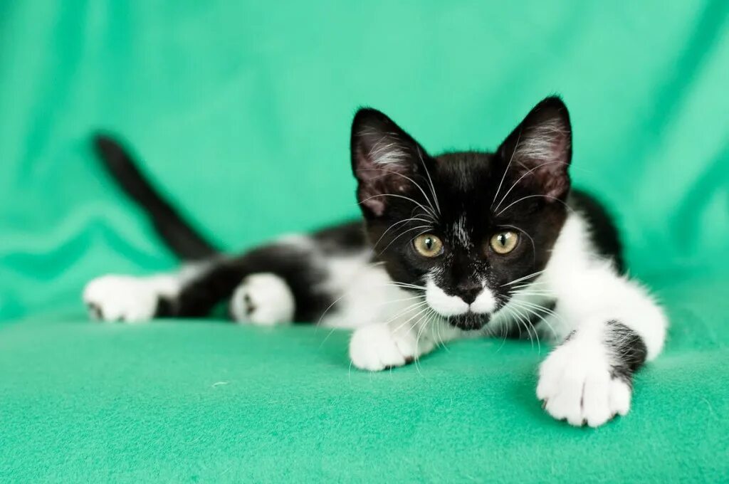 европейская короткошёрстная кошка чёрно-белая окрасс. норвежская лесная кошка черно-белая. сонник черно белый кот. сонник черно белый кот. сонник черно белый кот.