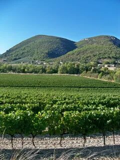 Des vignes