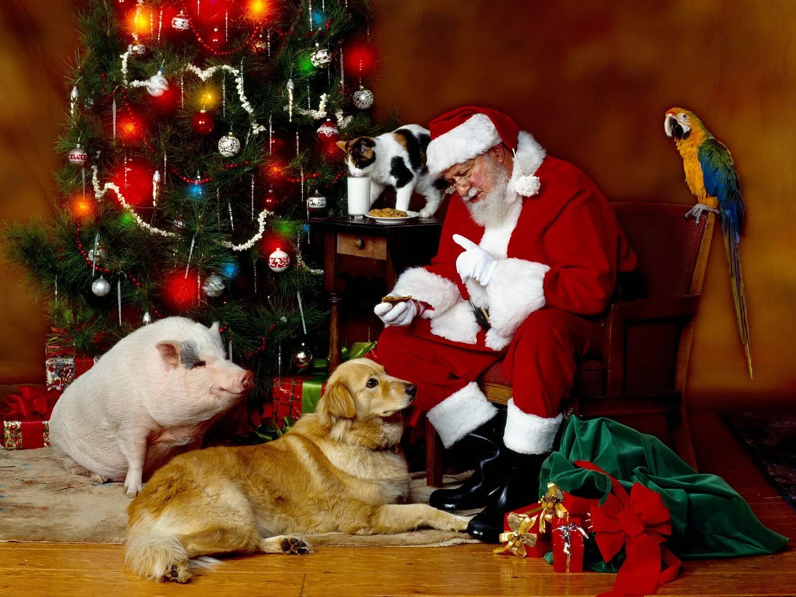 Новогодние животные. Животные и Новогодняя елка. Новый год картинки прикольные. Обои на рабочий стол дед Мороз.