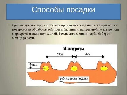 Расстояние между картошкой при посадке под лопату