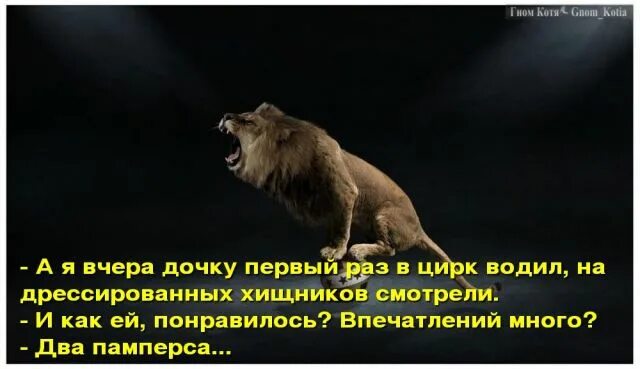 Цирк прикол. Цитаты про цирк. Афоризмы про цирк. Анекдоты про цирк. Смешные высказывания о цирке.