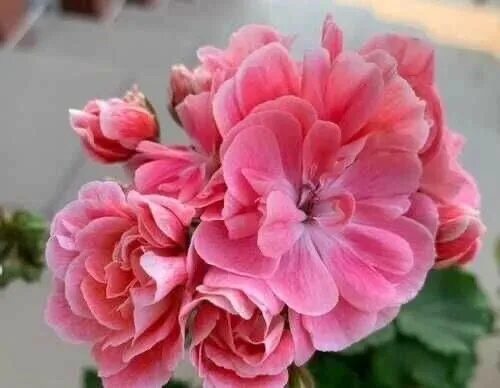Pg za novis hanna пеларгония. Hanna andrea пеларгония. Hanna novis пеларгония. Pg za novis hanna пеларгония. Pelargongaragets hanna novis пеларгония.