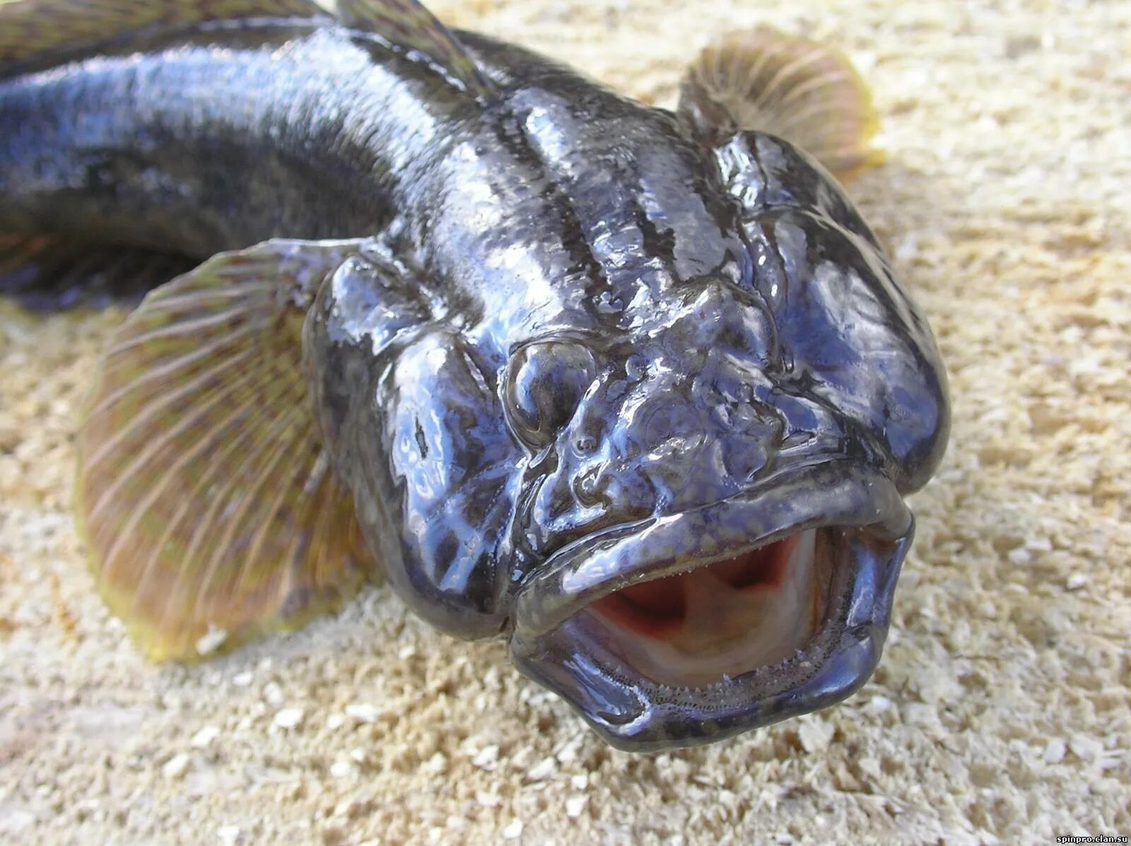 Бычок рыба название. Бычок рыба название. Ёрш рыба морской мурманский. Бычок рыба. Ротан черноморский бычок.