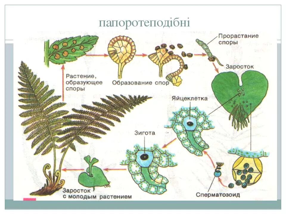 В жизненном цикле есть заросток. Заросток папоротника строение. Из споры папоротника развивается. Из споры папоротника развивается заросток. Заросток папоротника рисунок.