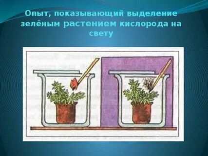 Какие растения выделяют сок
