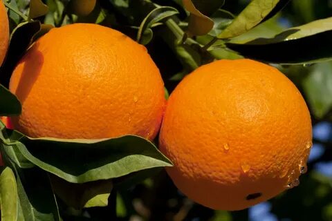 Orange picture
