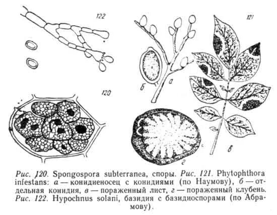 В клетках листа яблони происходит процесс. Жизненный цикл парши яблони. возбудитель парши яблони цикл. парша яблони под микроскопом.