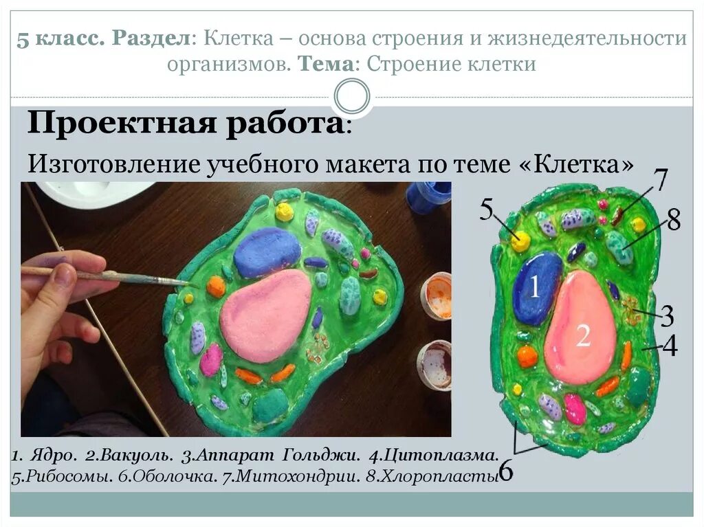 Биология из пластилина. Биология 5 класс строение клетки растительной модель. Строение клетки из пластилина. Модель растительной клетки из пластилина. Макет растительной и животной клетки.