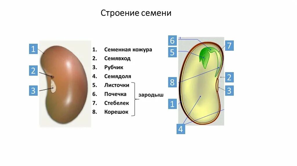 Почечка функции. Строение семени рубчик семявход. Строение семенной кожуры. Строение семени микропиле. Семя кожура рубчик семявход.