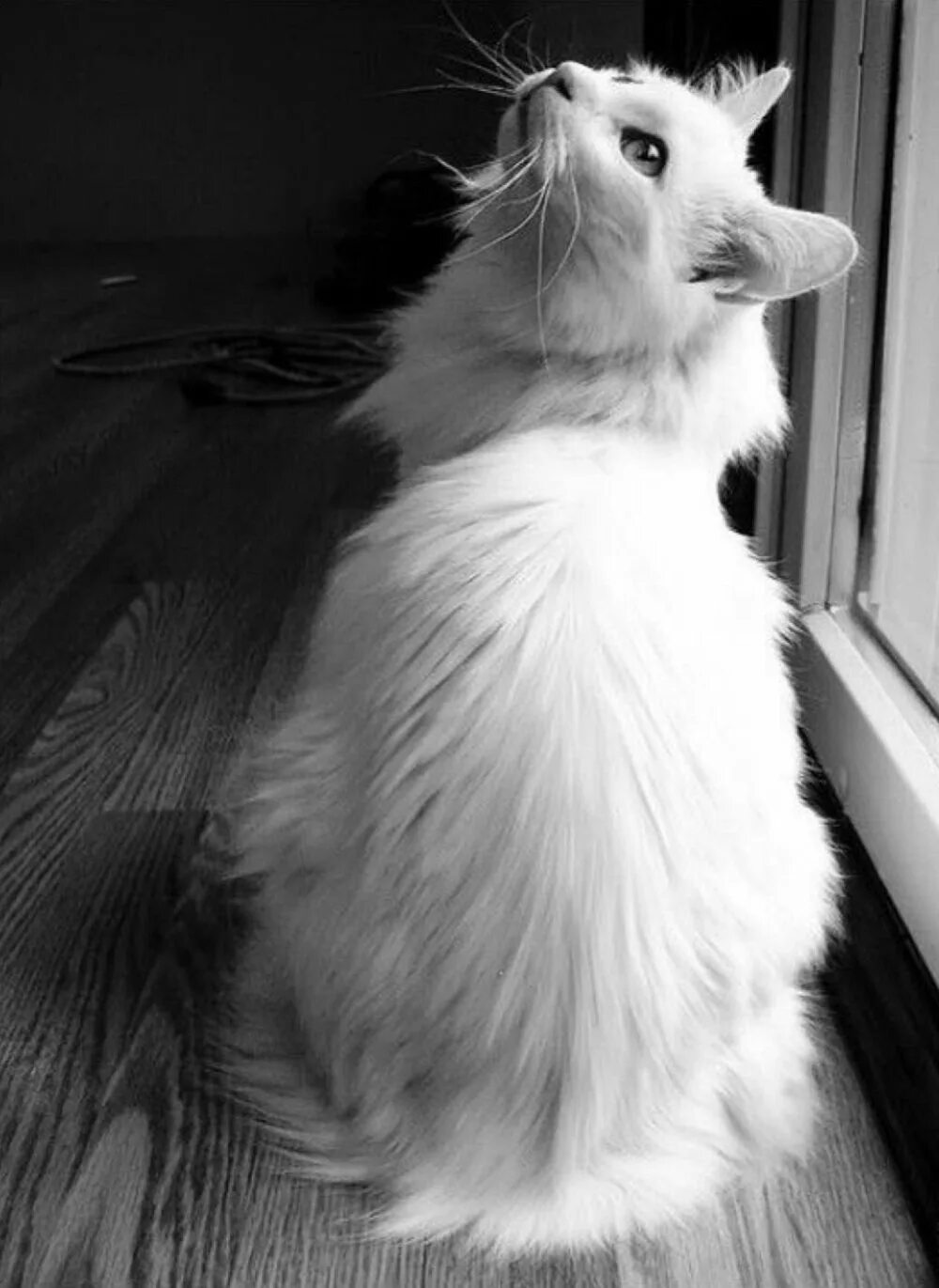 Серая ангора. Ангорская кошка. Белый ангорский кот. Турецкая ангора белая. Турецкая ангора кошка.