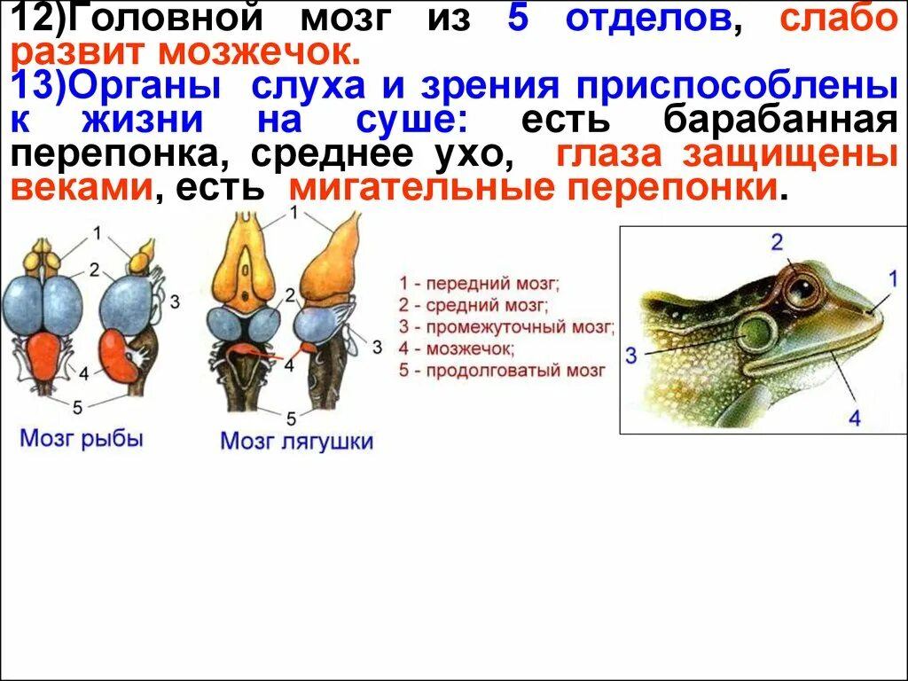 Какой отдел мозга развит у рыб. Отделы головного мозга рыбы. Строение головного мозга рыбы. Мозг рыбы. Промежуточный мозг у рыб.