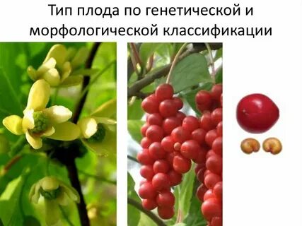 Генетик плод