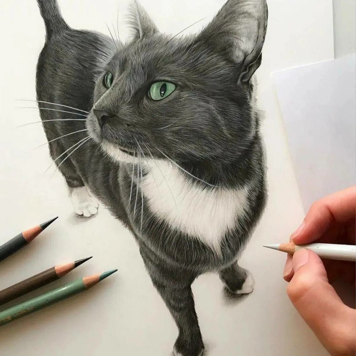 Рисунки котов. Кошка маркерами. Кошка рисунок карандашом. Профессиональные рисунки.