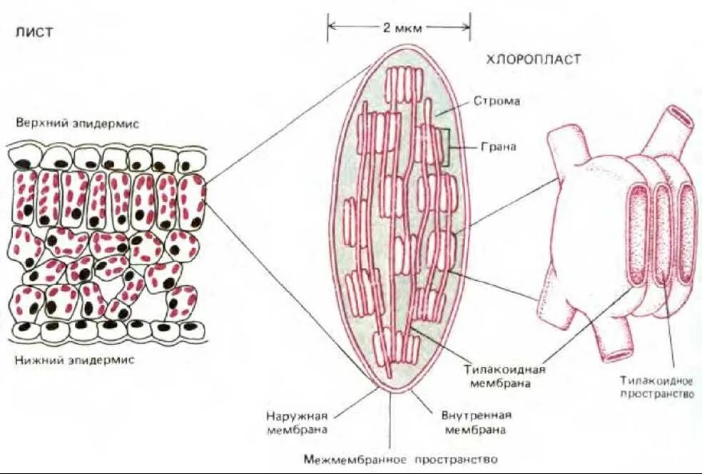 Хлоропласты характерны для клеток ответ. Межмембранное пространство хлоропласта. Тилакоидная мембрана. Пространственная организация клетки. Функция межмембранного пространства в хлоропластах.