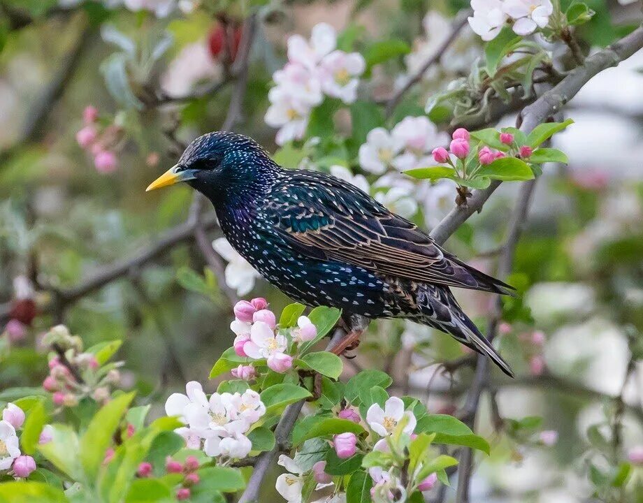 Как поет птица скворец. Желторотый скворец. Обыкновенный скворец (Sturnus vulgaris). Шпак скворец. Капский скворец.