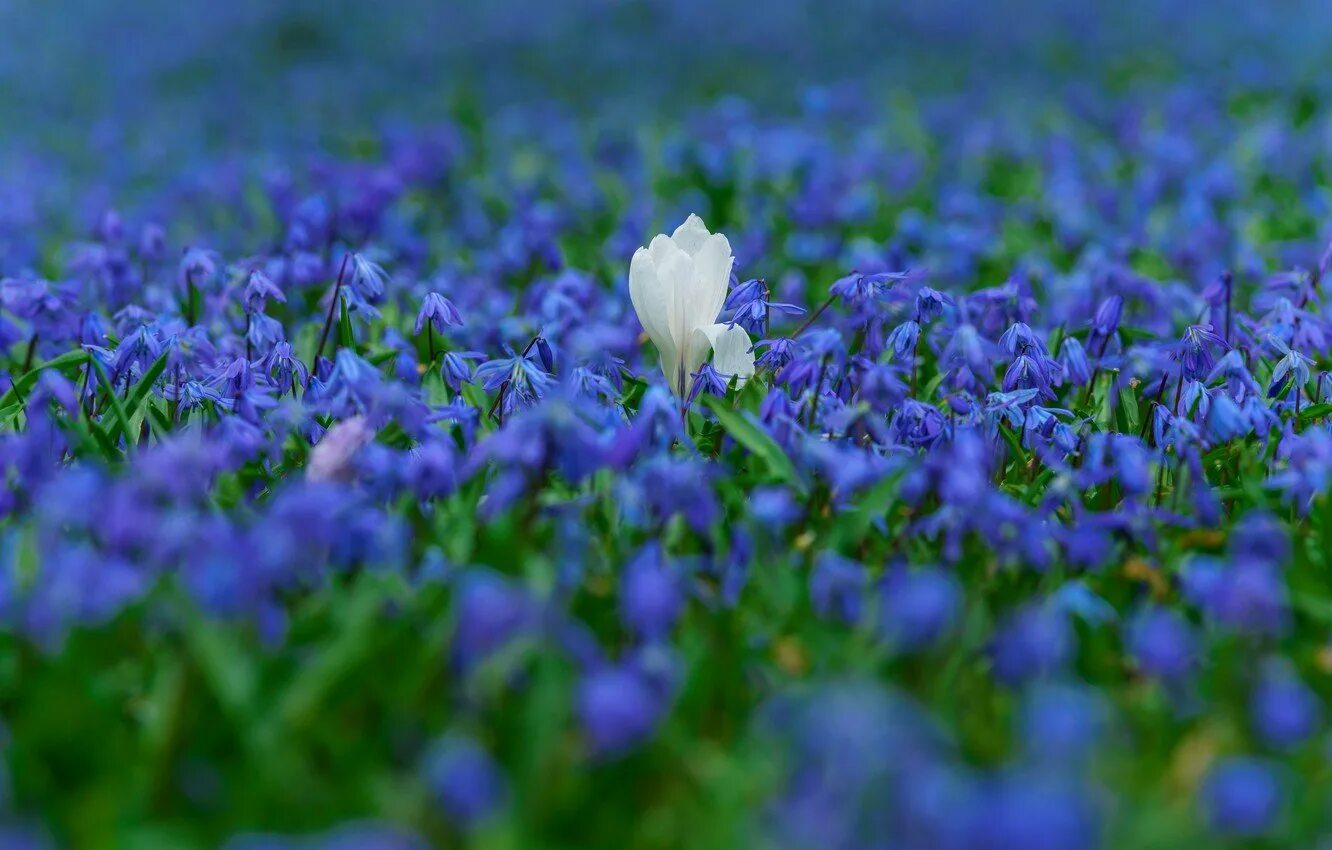 Весенние синие цветочки. Голубые первоцветы пролески. Цветы пролески синие первоцветы. Первоцвет весенний синие цветы. Пролеска белая и голубая.