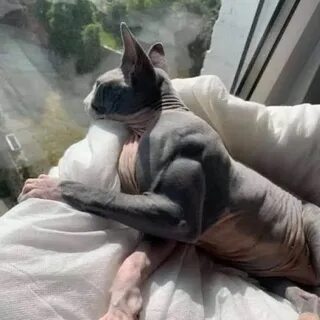 Качай кота