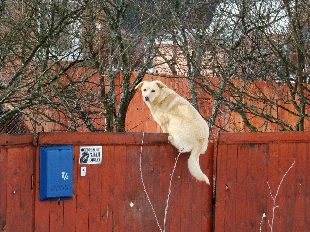 Собака сидит на заборе. Собаки приколы с надписями. Собака на заборе. Смешные собаки с надписями.
