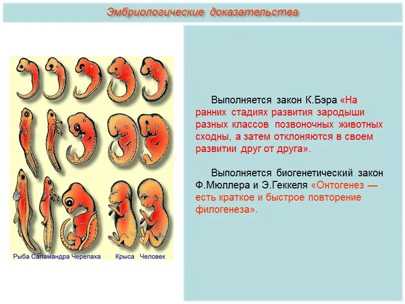 Наличие хвоста у зародыша человека на ранней. Зародыши позвоночных на разных стадиях развития. Зародышевое сходство у позвоночных животных. Стадии развития зародышей позвоночных таблица. Эмбриологические доказательства эволюции стадии.