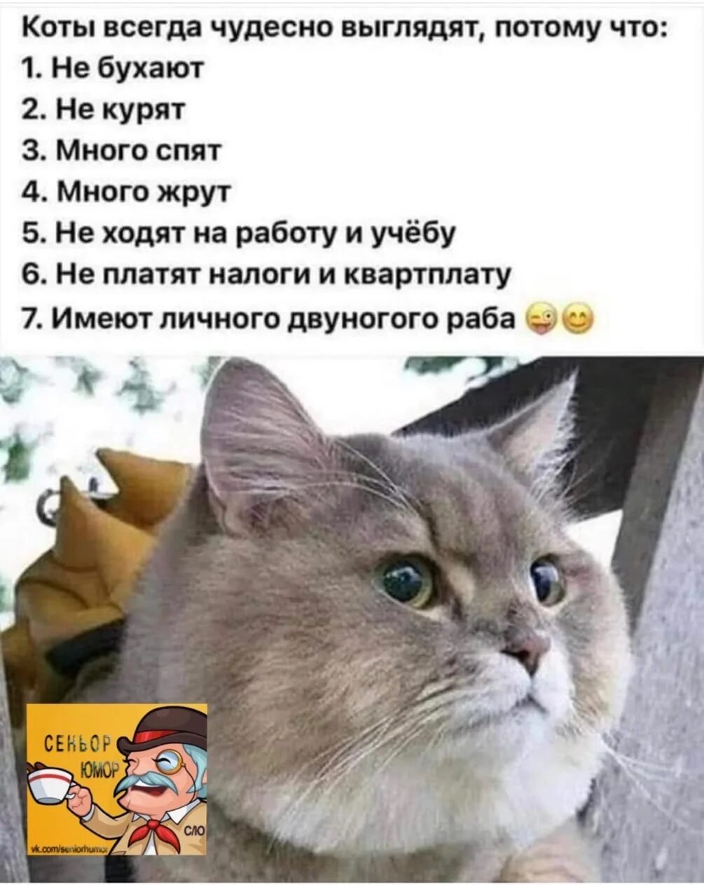 У нас живет чудесный кот. Коты всегда чудесно выглядят. Коты всегда хорошо выглядят потому что. Чудной кот. Коты всегда чудесно выглядят потому что не.