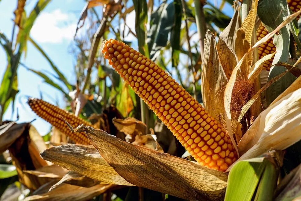 Фото кукурузы. Кукуруза сорт Машук. Кормовая кукуруза. Восковидная кукуруза (Zea Mays Ceratina. Кормовые сорта кукурузы.