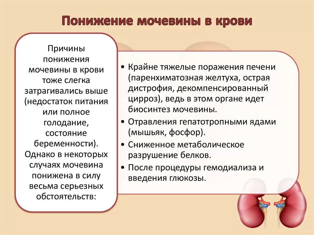 Понижение мочевины в крови. Мочевина снижена в крови. Низкая мочевина в крови. Мочевина в крови понижен при беременности.