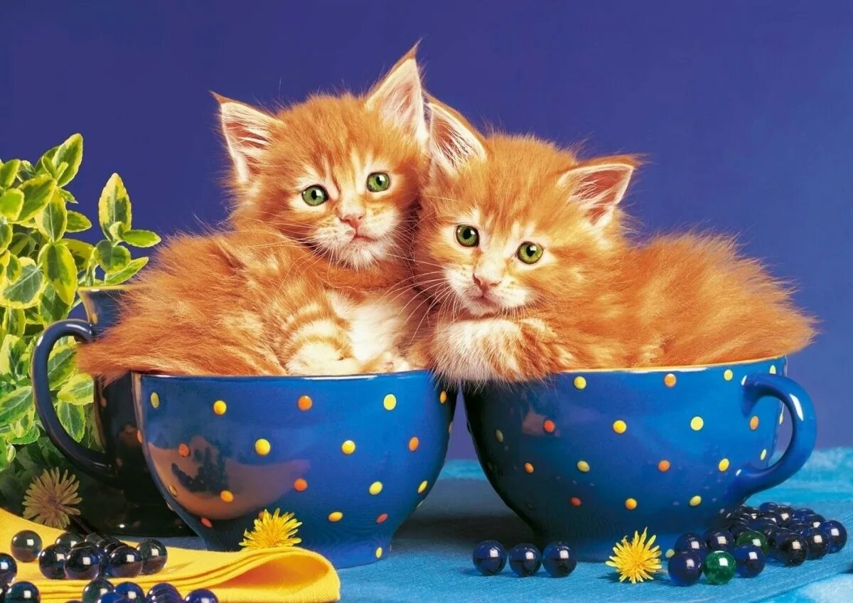 Котенок утром картинка. Рыжий котенок в чашке. добрый вечер с котятами. доброе утро с рыжим котом. хорошего вечера котенок.