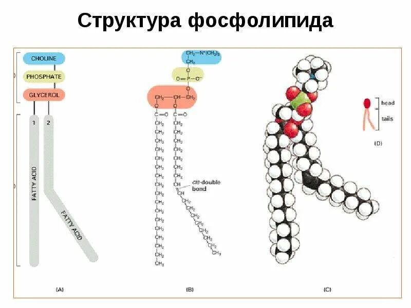 Следующее строение. Строение молекулы фосфолипида. Фосфолипид структурная формула. Строение фосфолипида мембраны. Строение фосфолипидов в мембране.