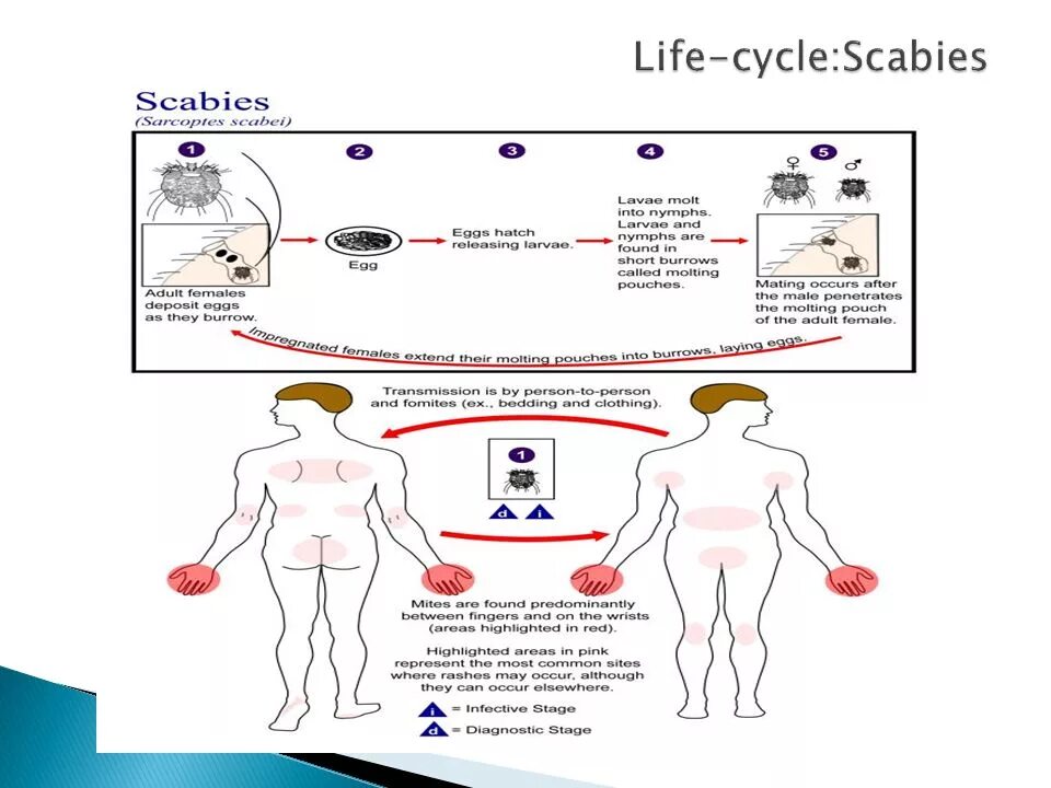 Жизненный цикл чесоточного клеща схема. Цикл развития чесоточного клеща схема. Sarcoptes scabiei жизненный цикл. Жизненный цикл чесоточного зудня. Sarcoptes scabiei.. Цикл развития чесоточного клеща