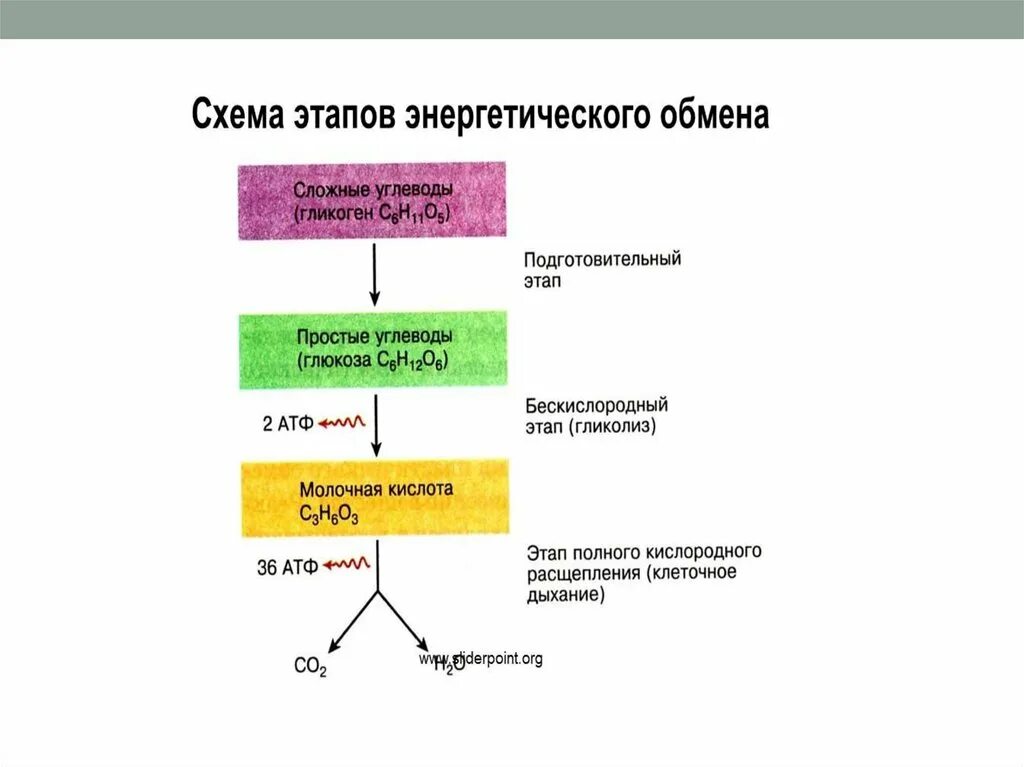 Обеспечение клеток энергией 9 класс. Обеспечение клеток энергией таблица. Этапы энергетического обмена клеточного дыхания. Схема энергетического обмена ЕГЭ биология.