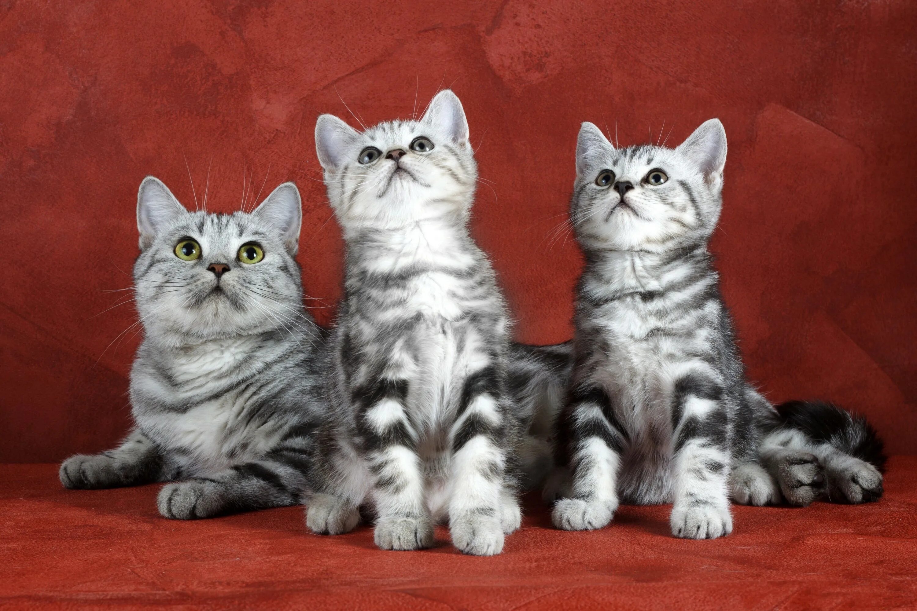 Три кэт. Три кошки. Котята. Котята трио. Милые котята.