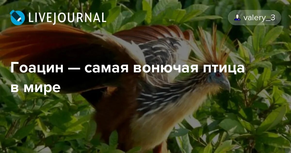Конюга птица. Птица воняет. Гоацин вонючка. Птица воняет. Птица воняет.