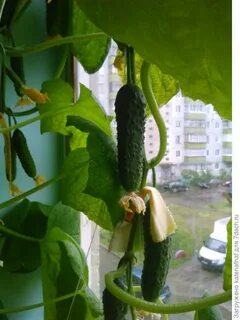 Сорт огурцов на подоконнике зимой