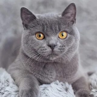 Кот британец повадки