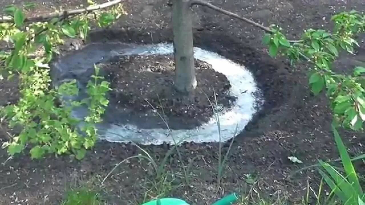Можно ли поливать яблони