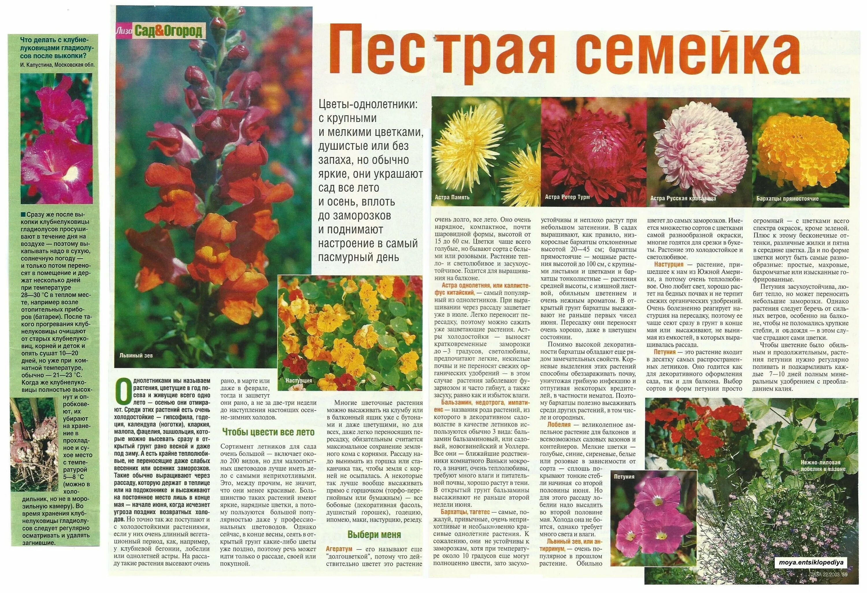 Однолетние цветы список