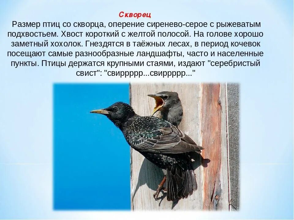 Сравнение 2 птиц. Скворец описание. Скворец размер. Доклад про скворца. Скворец краткое описание.