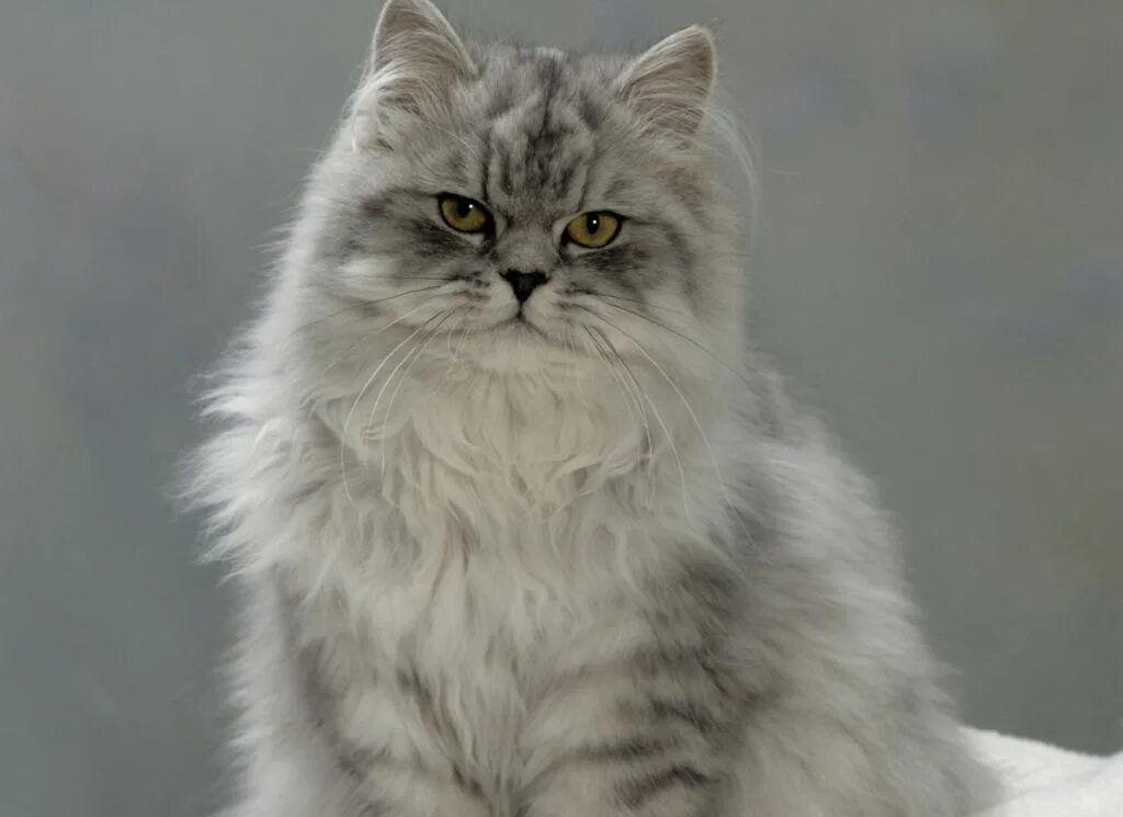 Серебристые породы кошек. Персидская шиншилла кот. Персидская серебристая шиншилла. Сибирская Персидская шиншилла кошка. Персидская длинношерстная шиншилла.
