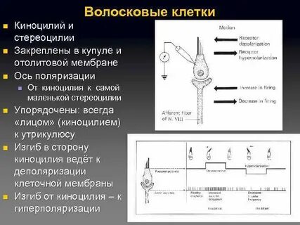 Стереоцилии волосковых клеток