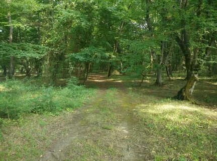 Эльтавский лес