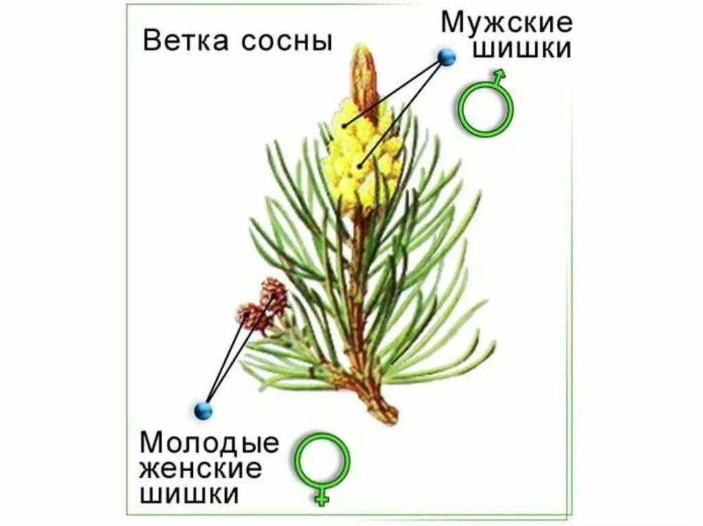 Образование мужской шишки. Строение мужской шишки сосны обыкновенной. Строение мужской шишки голосеменных растений. Строение женской шишки сосны обыкновенной. Строение мужской и женской шишки сосны.