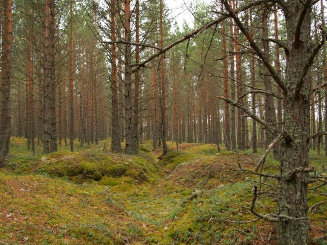 Бузулукский Бор Самарская область лес. Сосна в Бузулукском Бору 350 летняя. Бузулукский Бор национальный парк. Бузулукский Бор сосна. Почему бор назвали бор