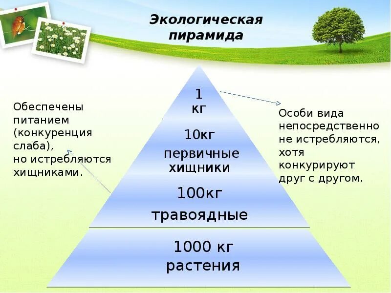 Экосистема структура экосистемы. Структура экосистемы презентация. Структурная организация экосистемы. Структура экосистемы биология.