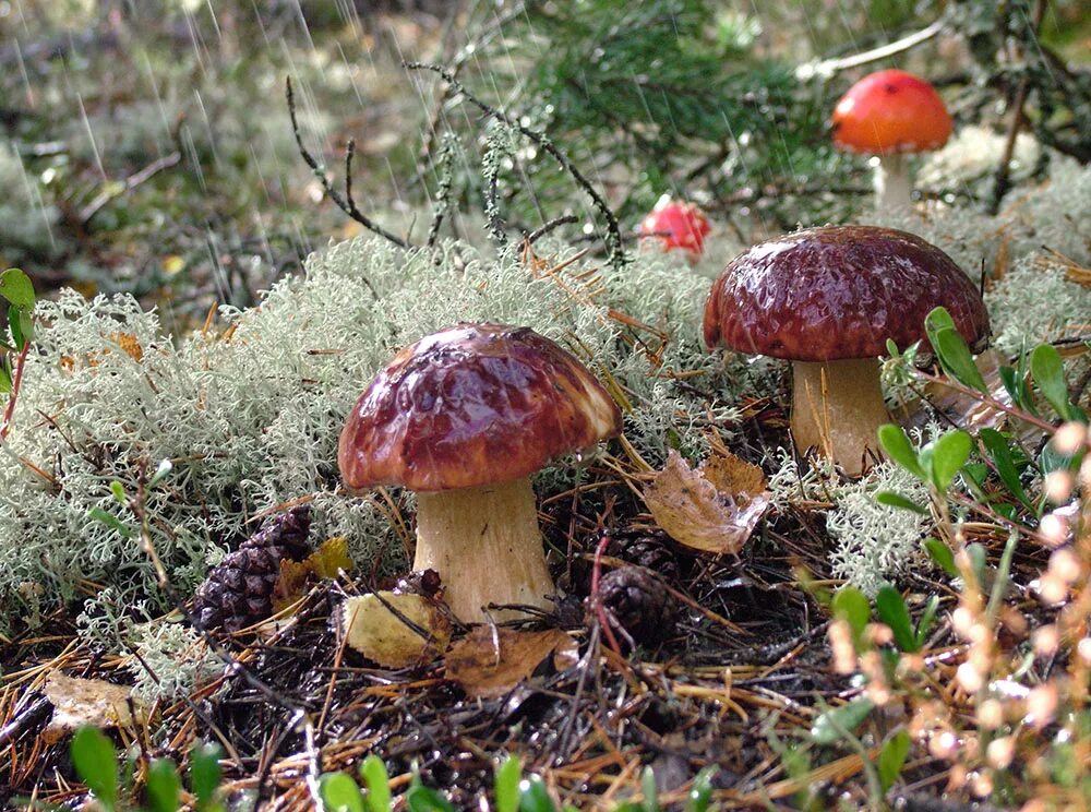 Дождя больше грибов. Грибной дождь. Грибы после дождя. Летний грибной дождь. Грибной дождь и грибы.
