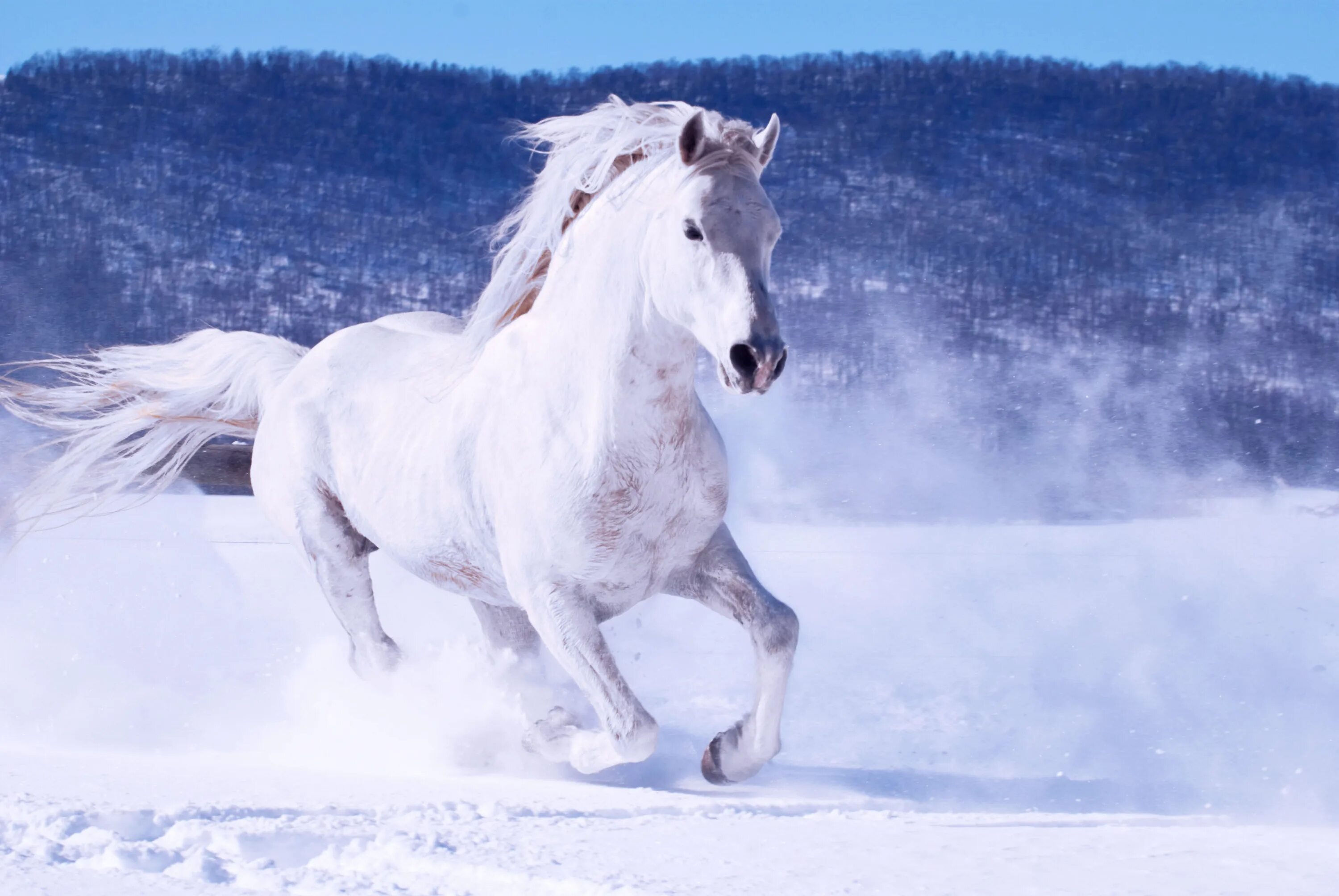 Загадка про лошадь. Тройка бегущих лошадей. Табун лошадей в море. Бегите кони песня. Конь бежит земля.