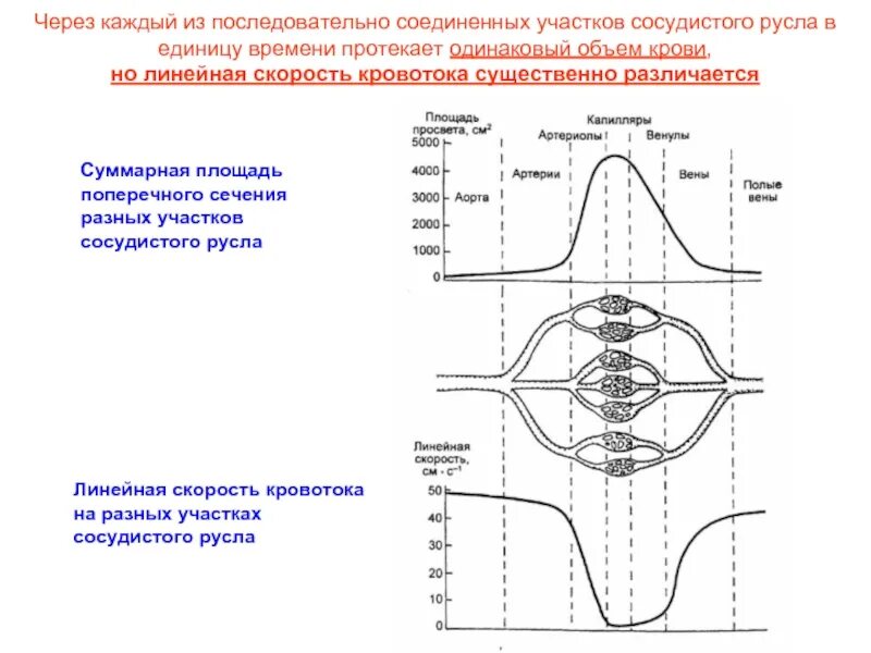 Суммарная площадь поперечного сечения сосудов