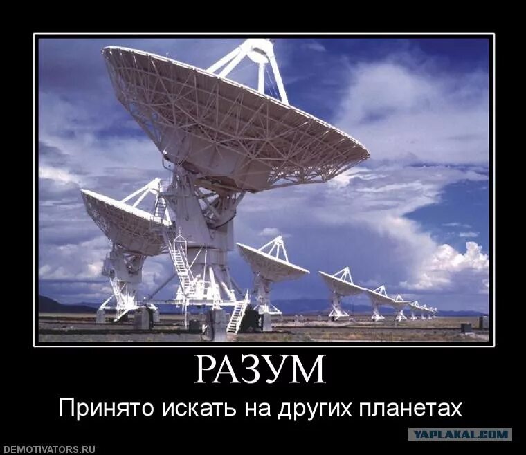 Ищу разум