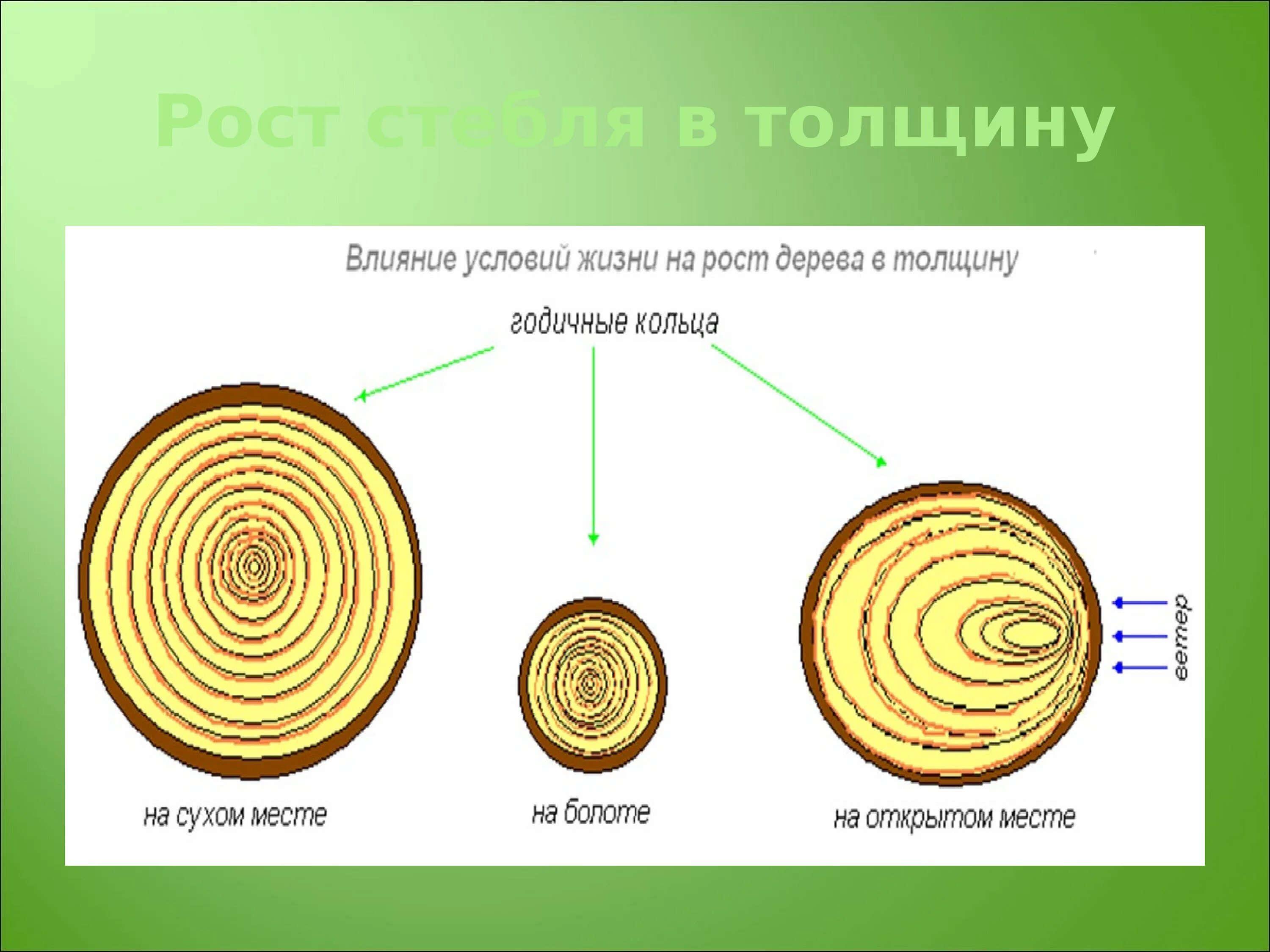 Стебель растет в толщину. Рост дерева в длину. Ткань годичных колец. Рост дерева в длину. Годичные кольца дерева.