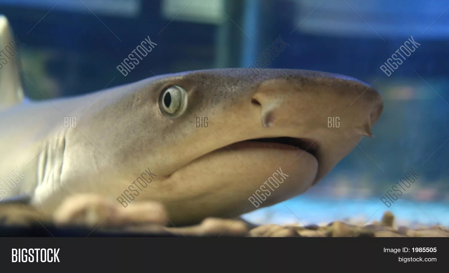 белоглазая колючая акула. удивленная акула. упоротая акула. смешная акула. акула прикол.