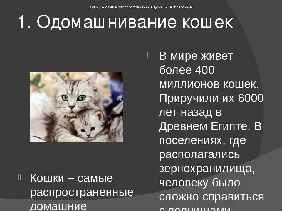 Почему кошка любимое животное. Одомашнивание кошек. Самые распространенные домашние животные. Одомашнивание кошек кратко. Кошки самые распространенные домашние животные.